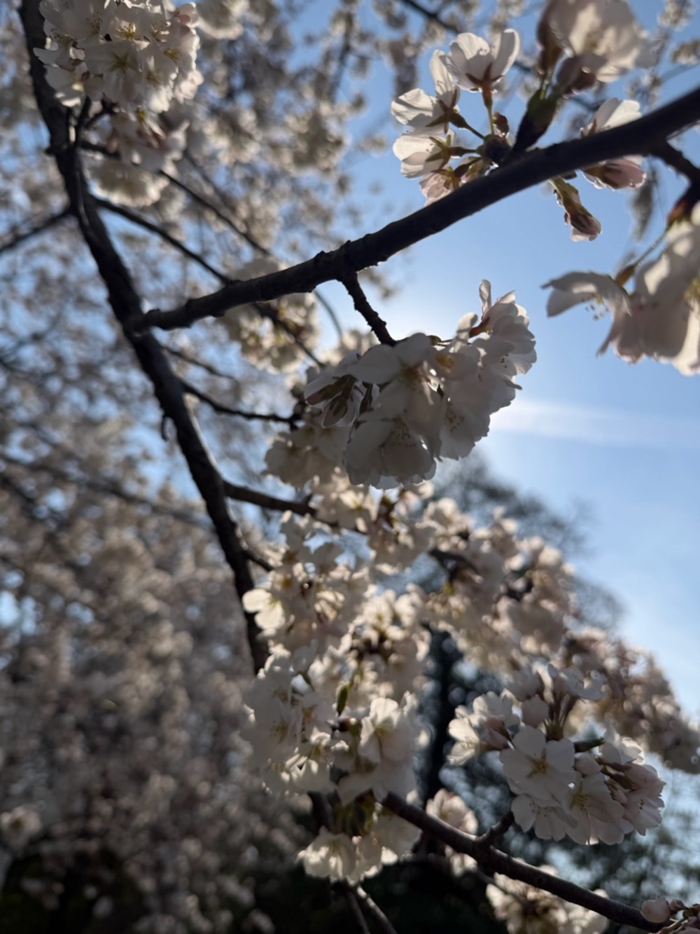 Meet your Posher, Audrey